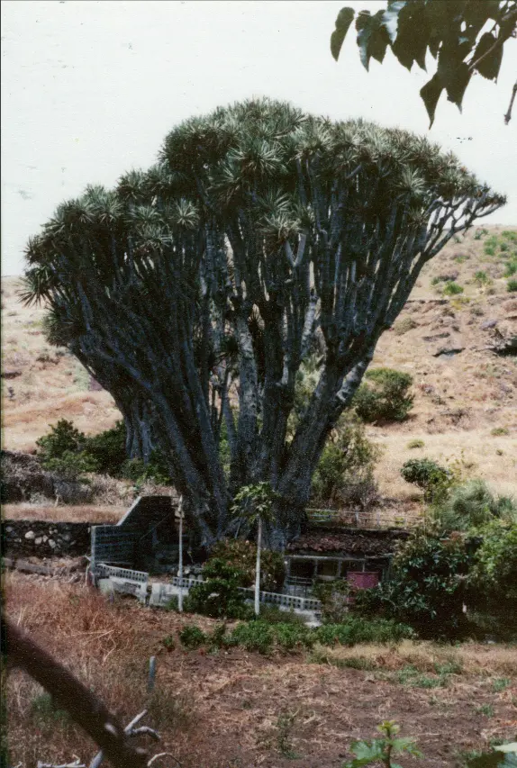 Dragos del Tonolero - El Zumacal